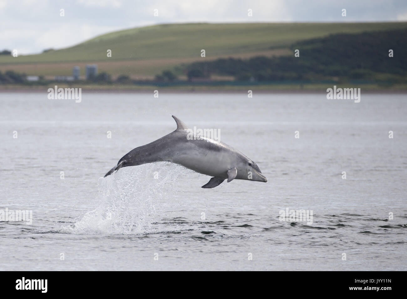 Bottlenose dolphins breaching in the waters of the Moray Firth, near ...