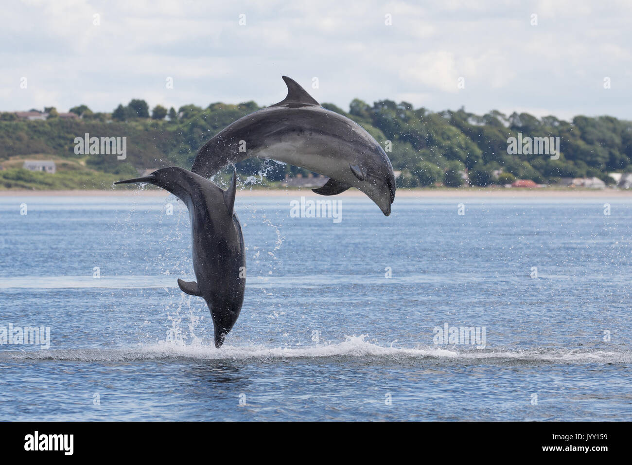 Bottlenose dolphins breaching in the waters of the Moray Firth, near ...
