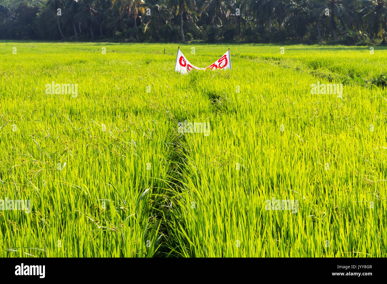 Rice field in Sri Lanka Stock Photo Alamy