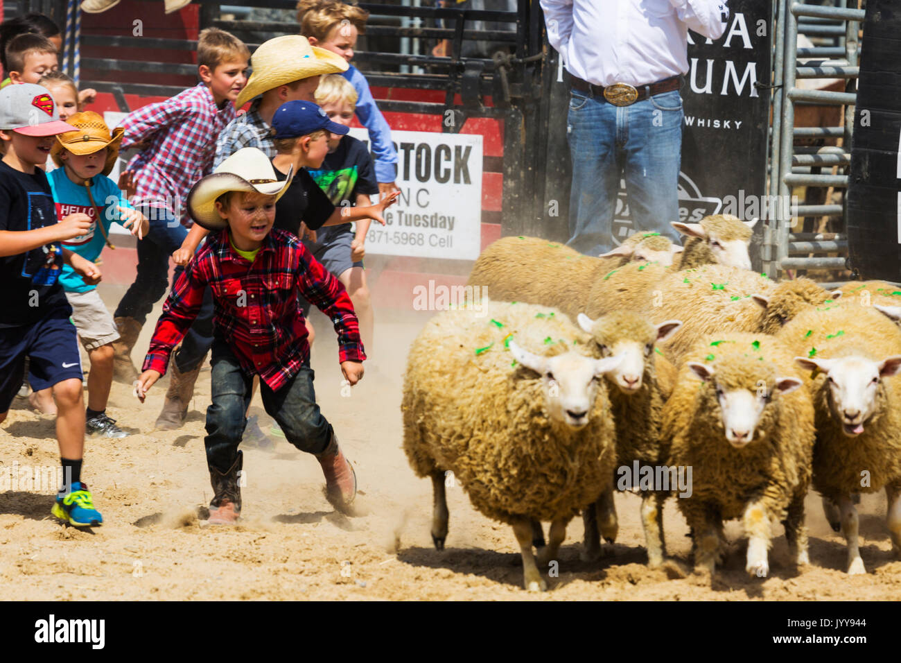 Exeter RAM Rodeo Exeter Ontario Canada Aug 2017. Children sheep scramble Stock Photo