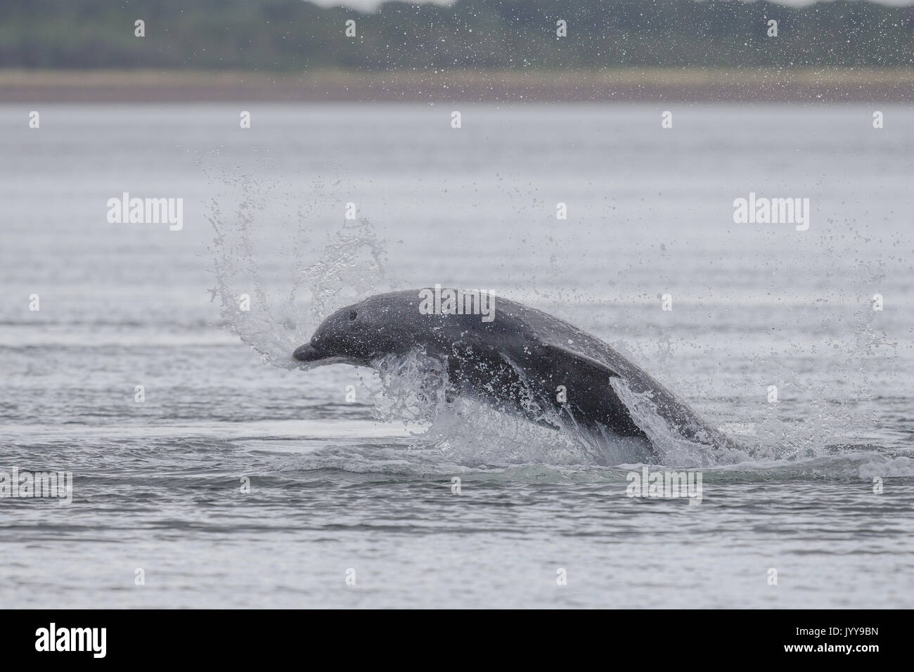 Bottlenose dolphins breaching in the waters of the Moray Firth, near ...