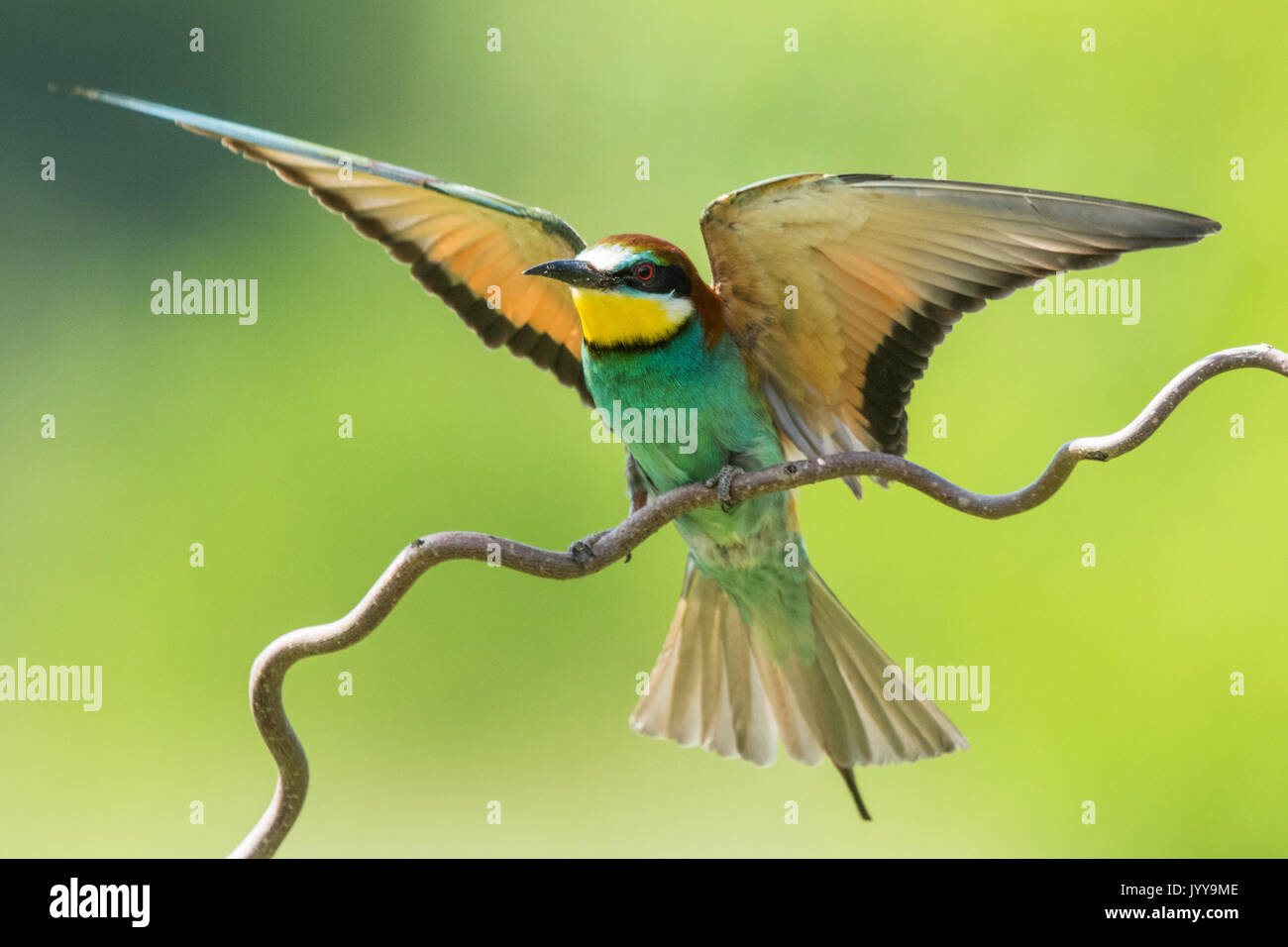 European Bee eater Merops Apiaster Approaching Burgenland Austria european-bee-eater-merops-apiaster-approaching-burgenland-austria