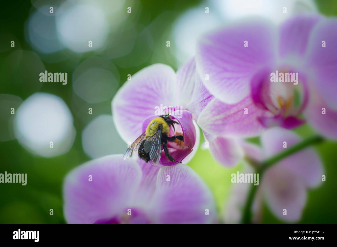 Bee Pollinating Pink Orchid Flower Stock Photo
