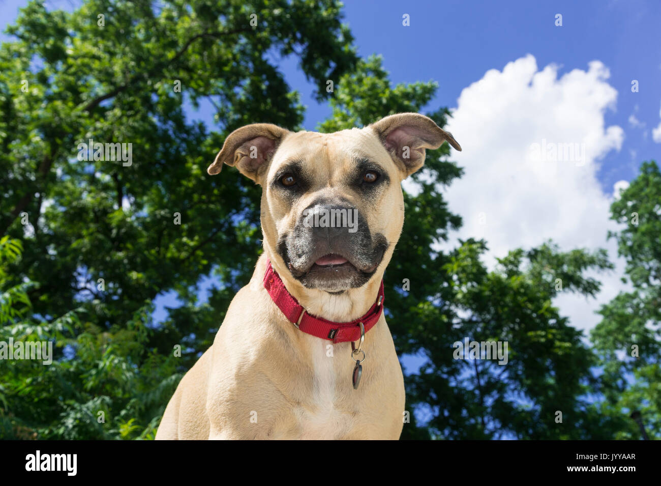 Happy Portrait Of Pit Bull Dog Stock Photo