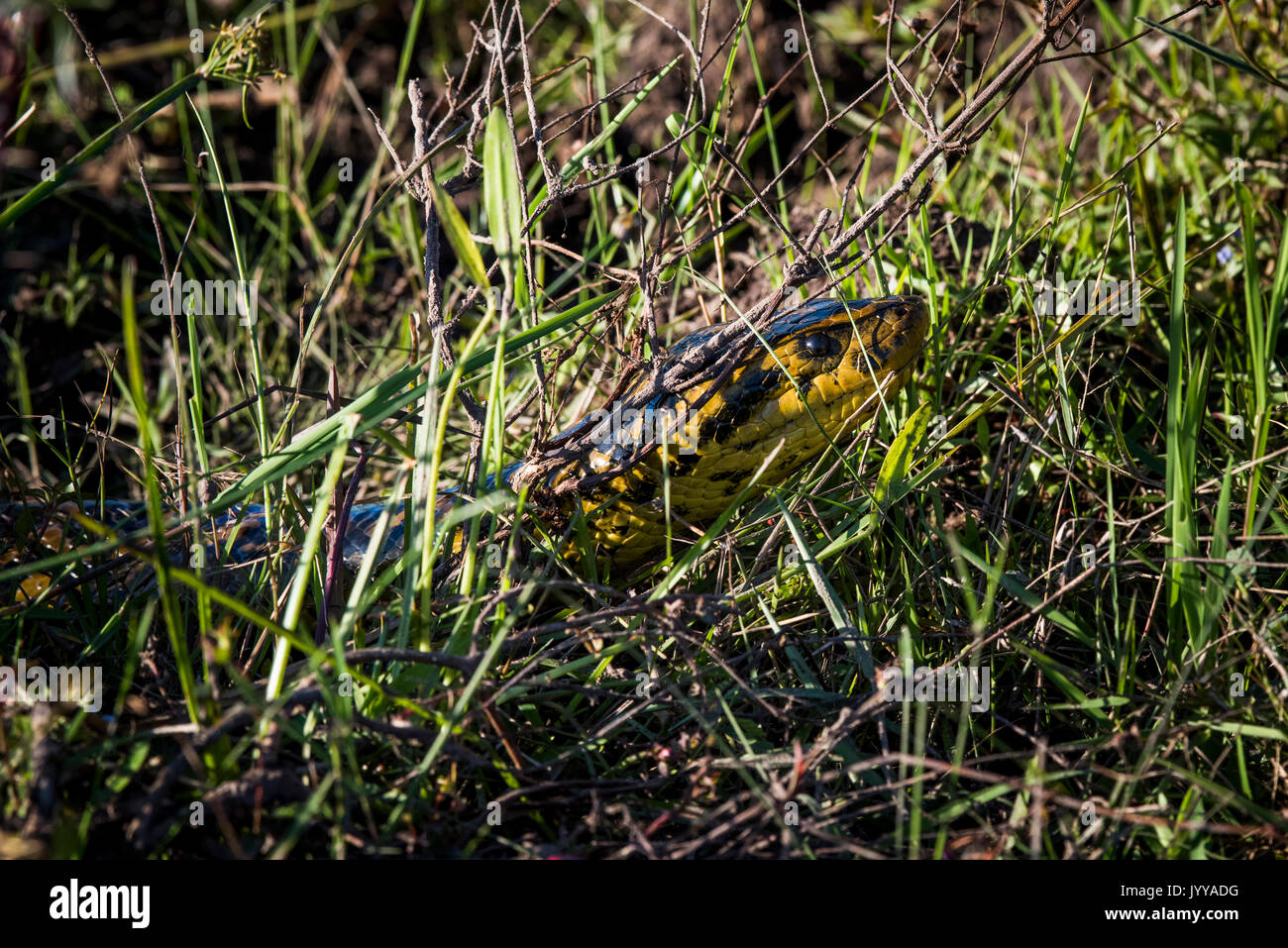 Yellow anaconda (Eunectes notaeus) in grass, Pantanal, Aquidauana, Mato Grosso do Sul, Brazil Stock Photo