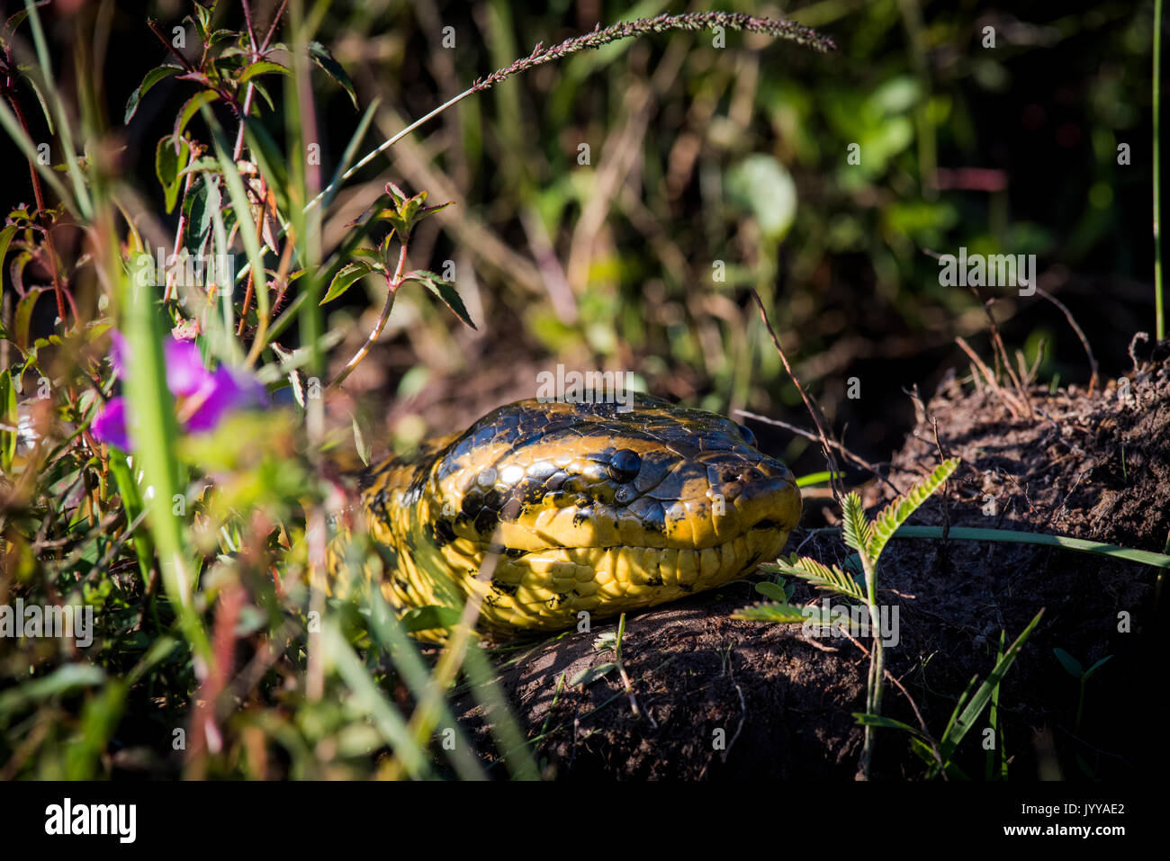 Yellow anaconda (Eunectes notaeus) Pantanal, Aquidauana, Mato Grosso do Sul, Brazil Stock Photo