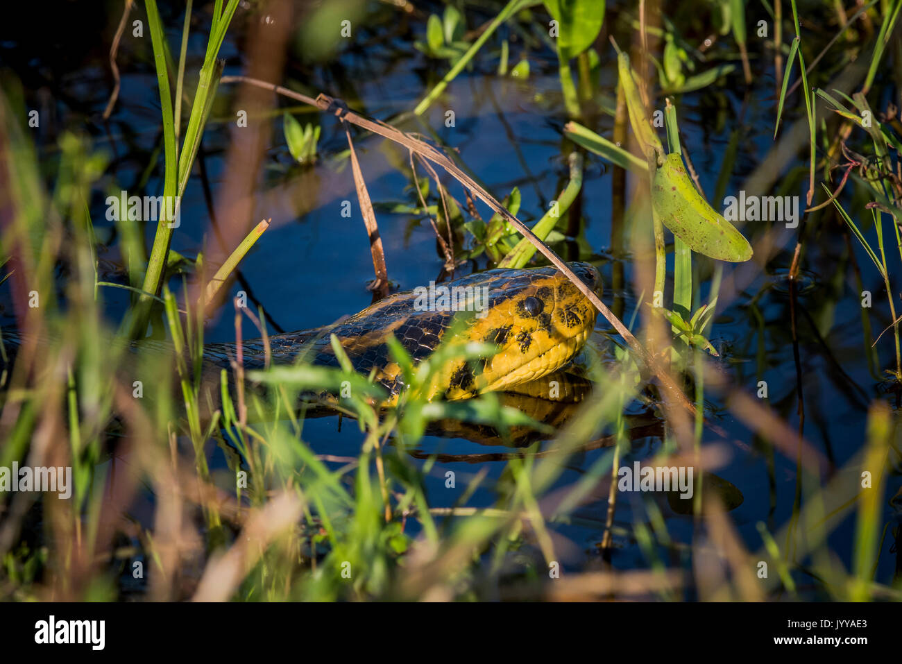 Yellow anaconda (Eunectes notaeus) in water, Pantanal, Aquidauana, Mato Grosso do Sul, Brazil Stock Photo