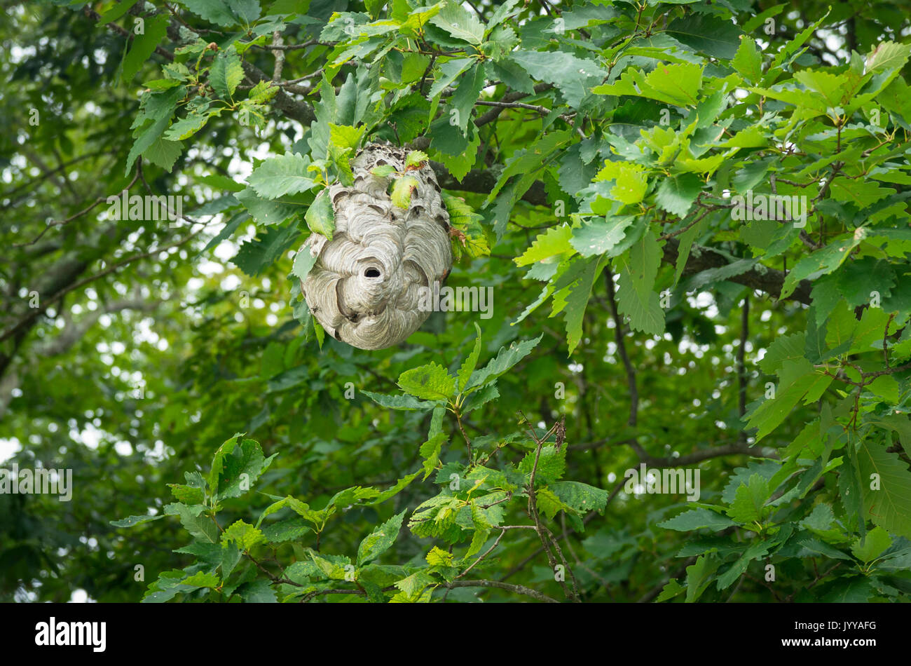 Hornets Nest, Pennsylvania, USA Stock Photo