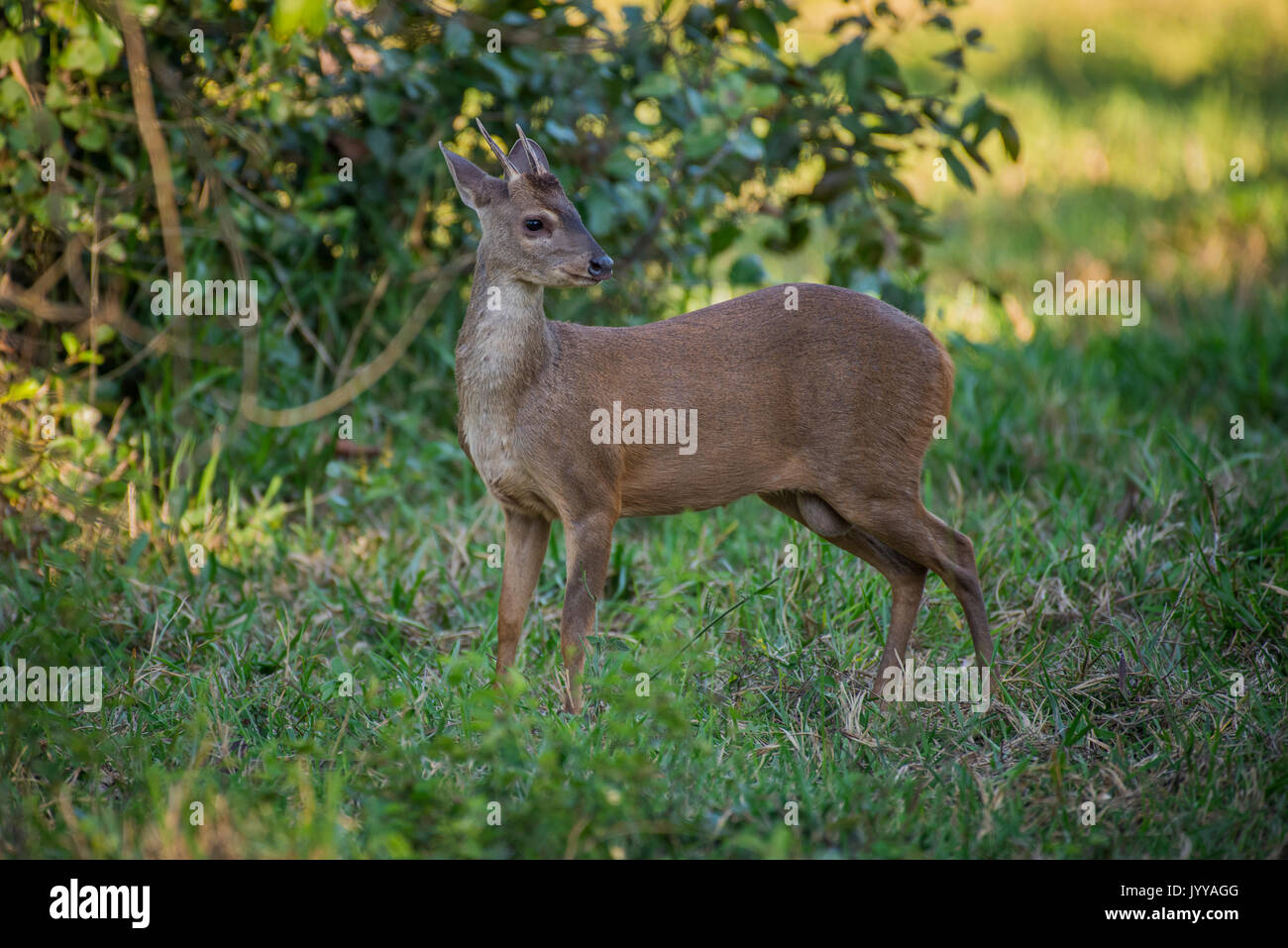 Red brocket (Mazama americana), bushland, Pantanal, Mato Grosso do Sul, Brazil Stock Photo