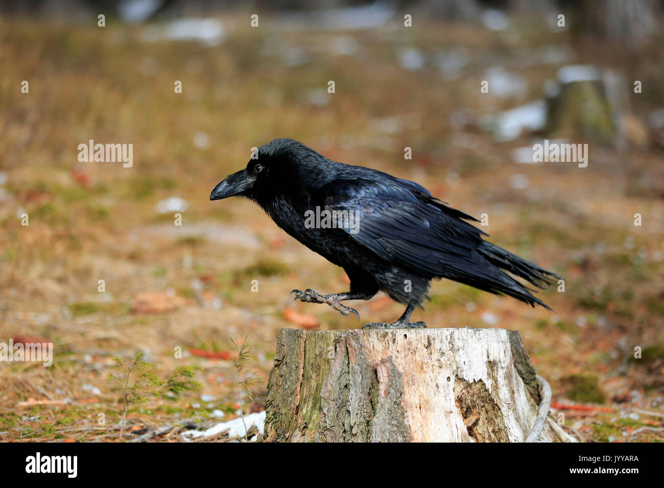 Raven tree hi-res stock photography and images - Alamy