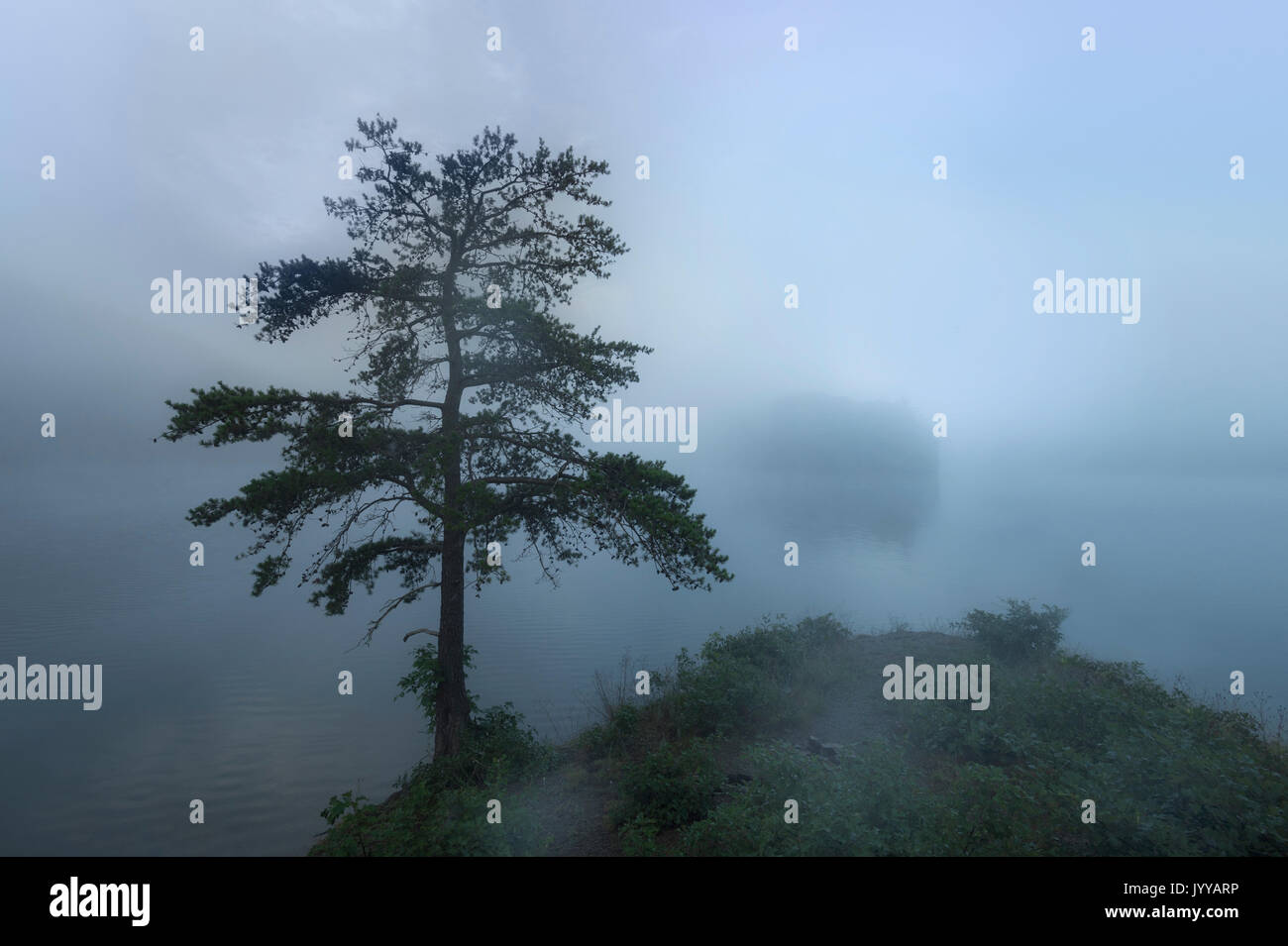 Lone Tree On Foggy Lake At Dawn Stock Photo