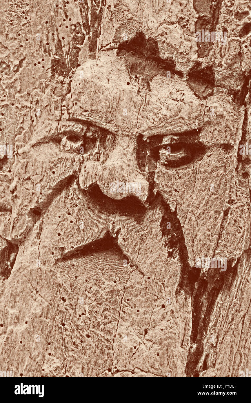 Carved Wooden Face of an Old Mystic Man in Tehidy Country Park, (NIK enhanced) Stock Photo