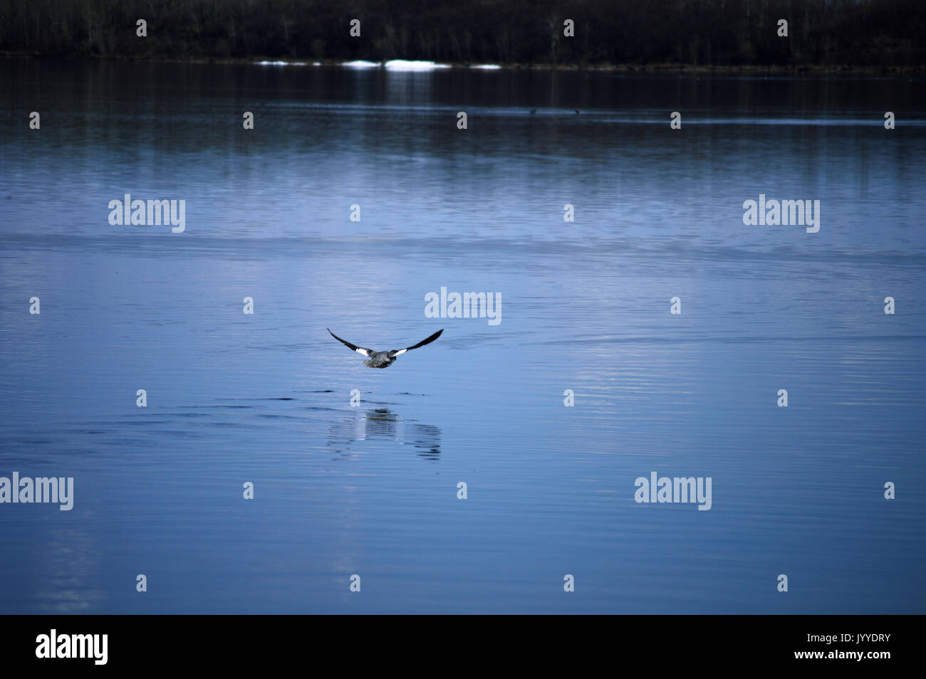 Duck taking off a lake in Lac La Biche, AB, Canada 3 Stock Photo Alamy