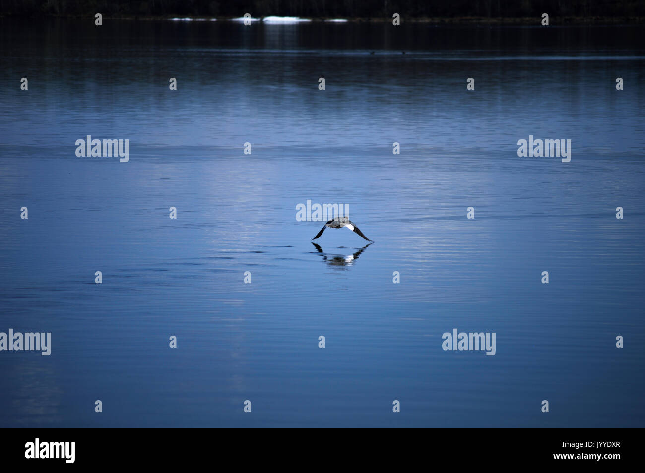 Duck taking off a lake in Lac La Biche, AB, Canada 2 Stock Photo Alamy