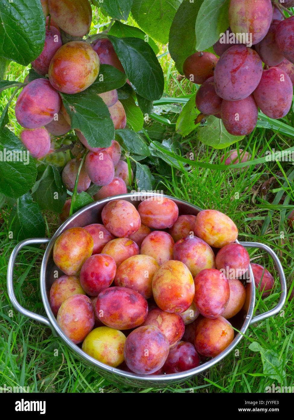 Victoria Plums ripe and ready to gather in garden setting Stock Photo