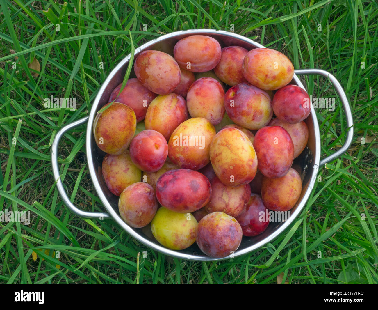 Plum victoria hires stock photography and images Alamy