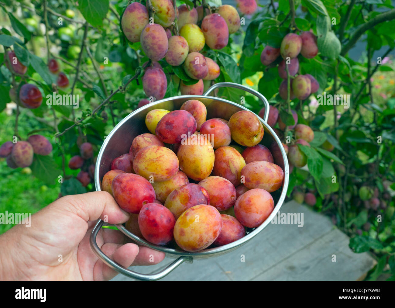 Victoria Plums ripe and ready to gather in garden setting Stock Photo
