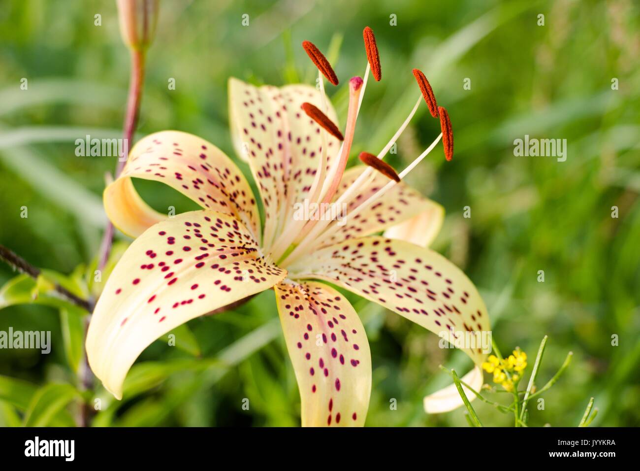 Very beautiful and colorful iris flower growing in the botanical garden Stock Photo