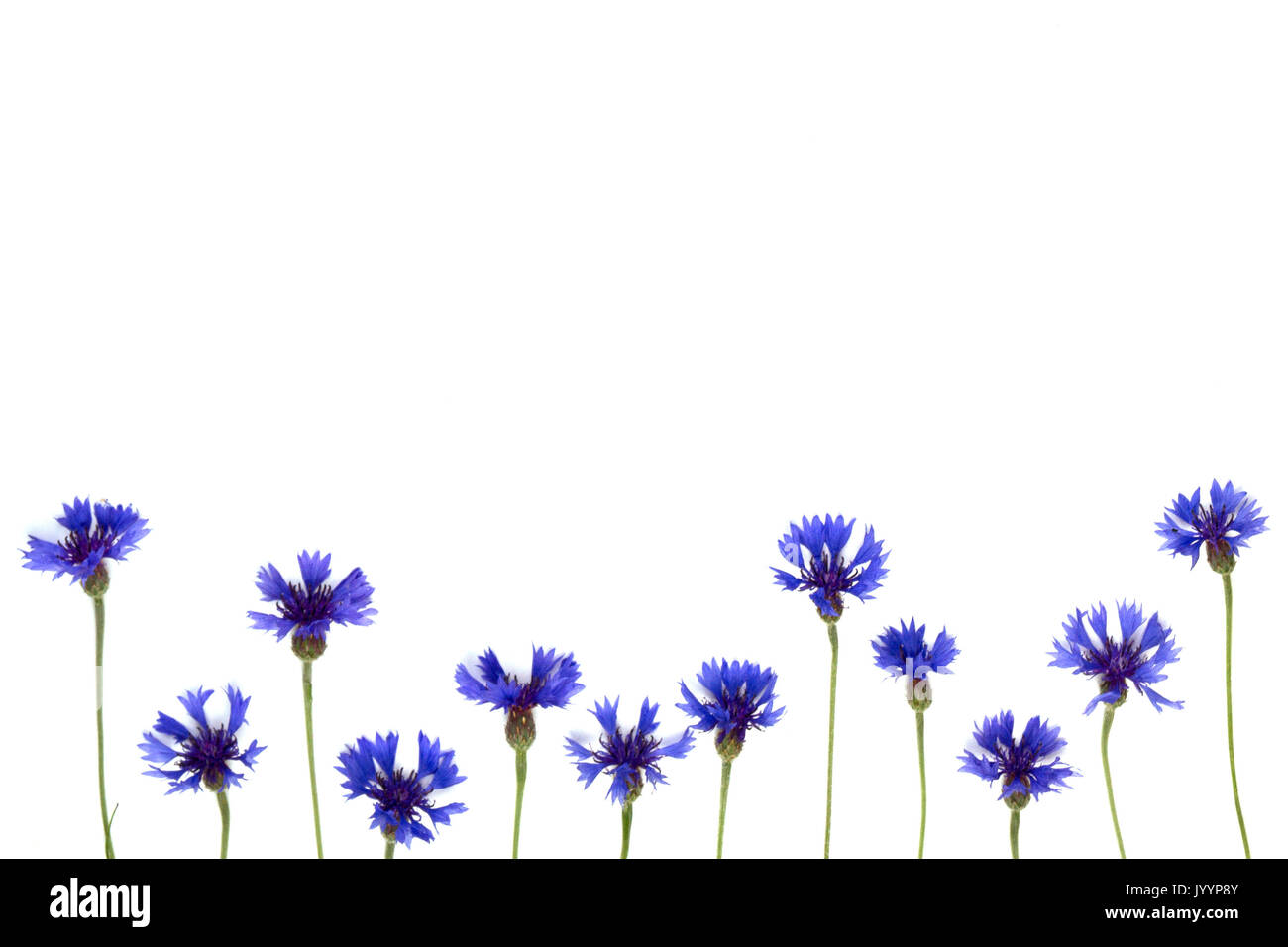 Blue cornflowers frame on white background Stock Photo