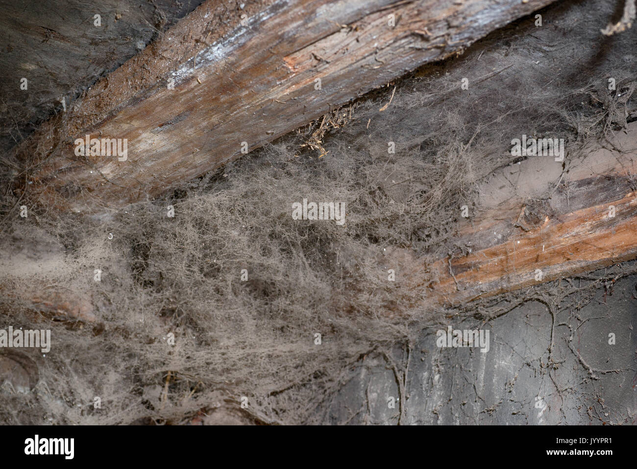 Rusty Web Dusty cobweb spider web hi-res stock photography and images - Alamy