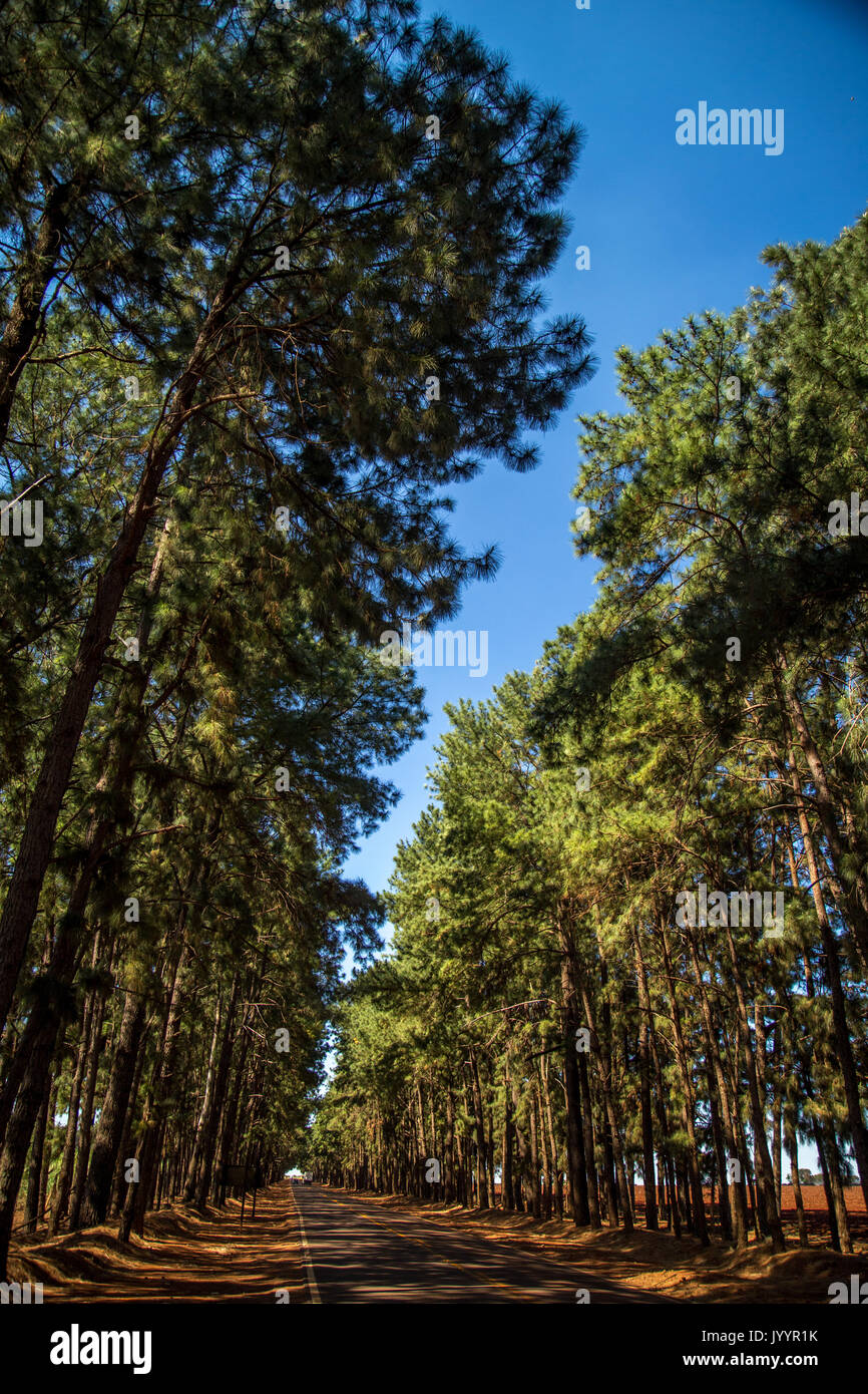 Stople Tree Way pine tree way Stock Photo - Alamy