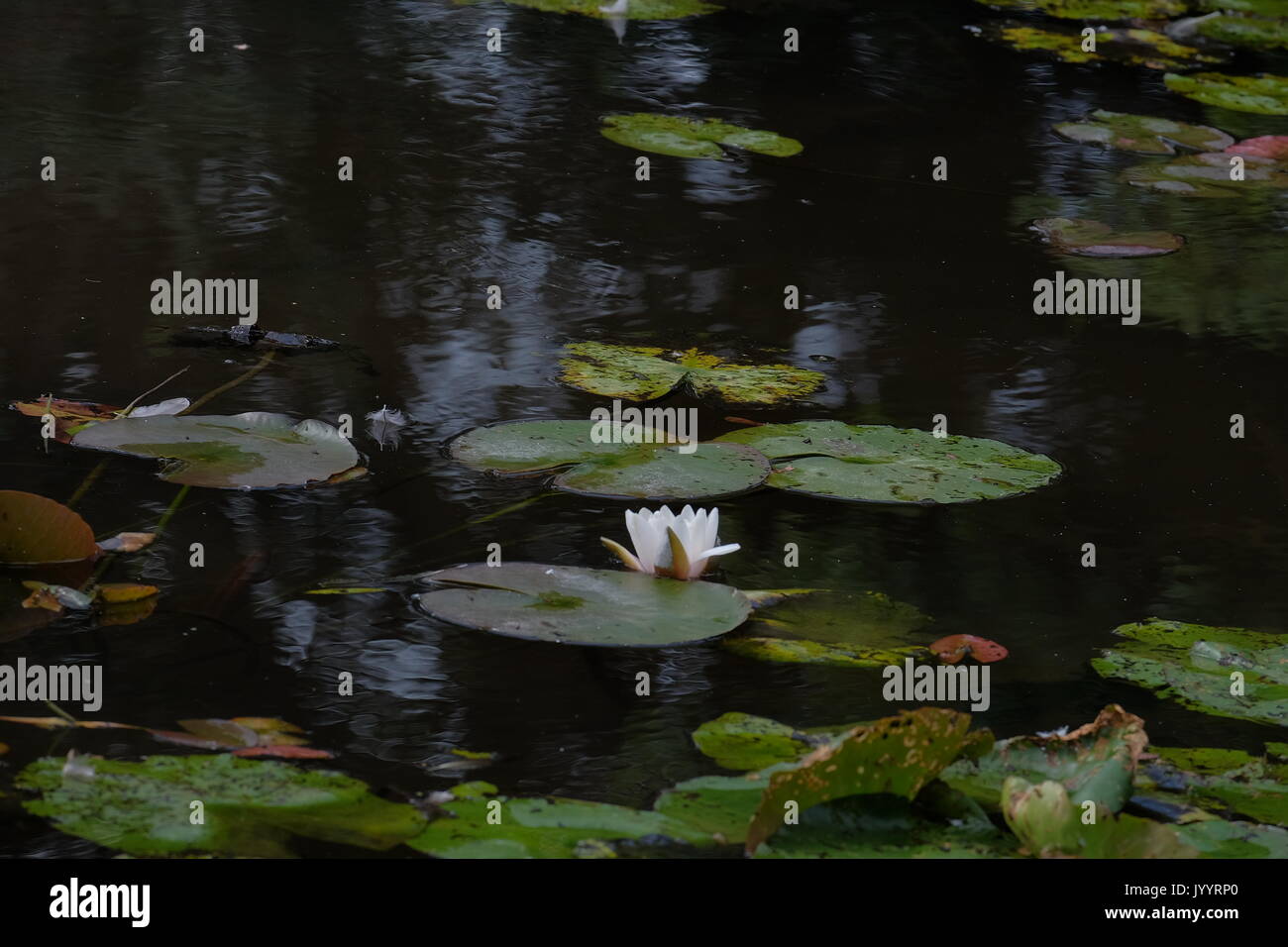 water lilies lily pads Stock Photo