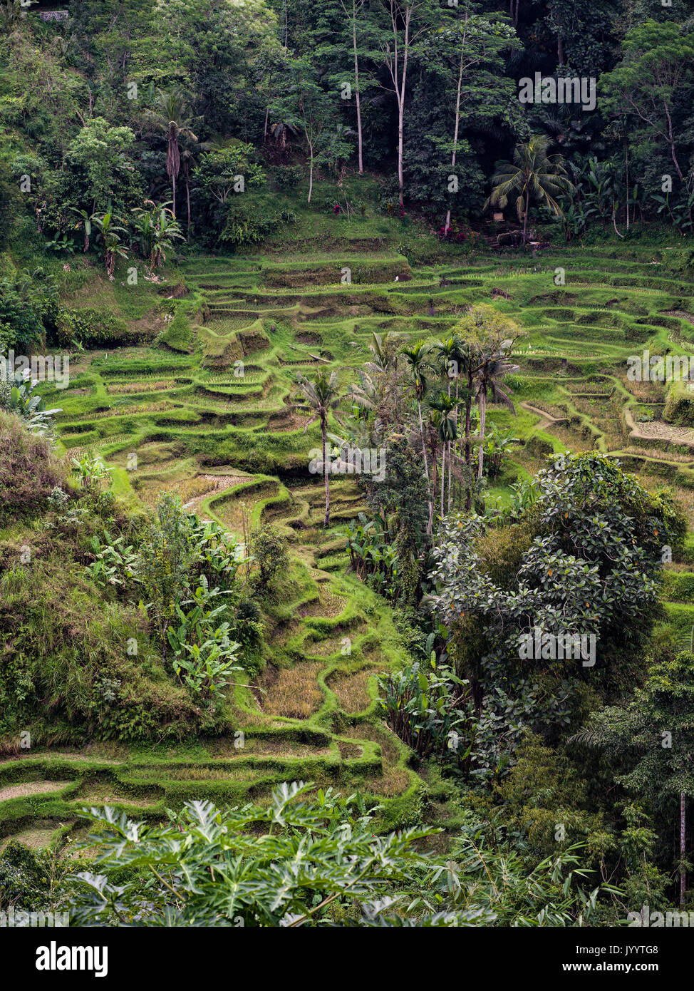 BALI, rice fields Stock Photo - Alamy