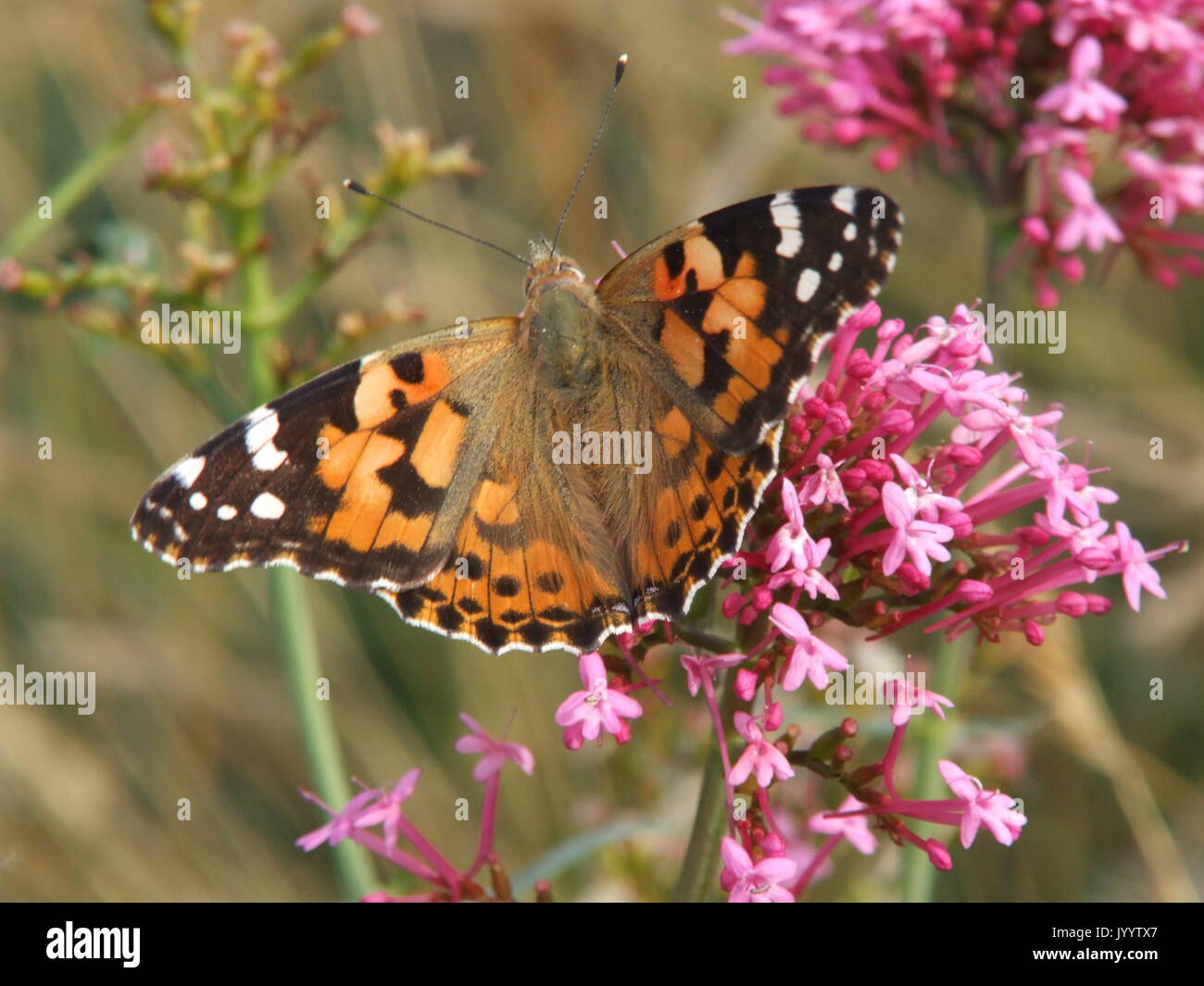 Painted Lady Butterfly on Valerian Stock Photo