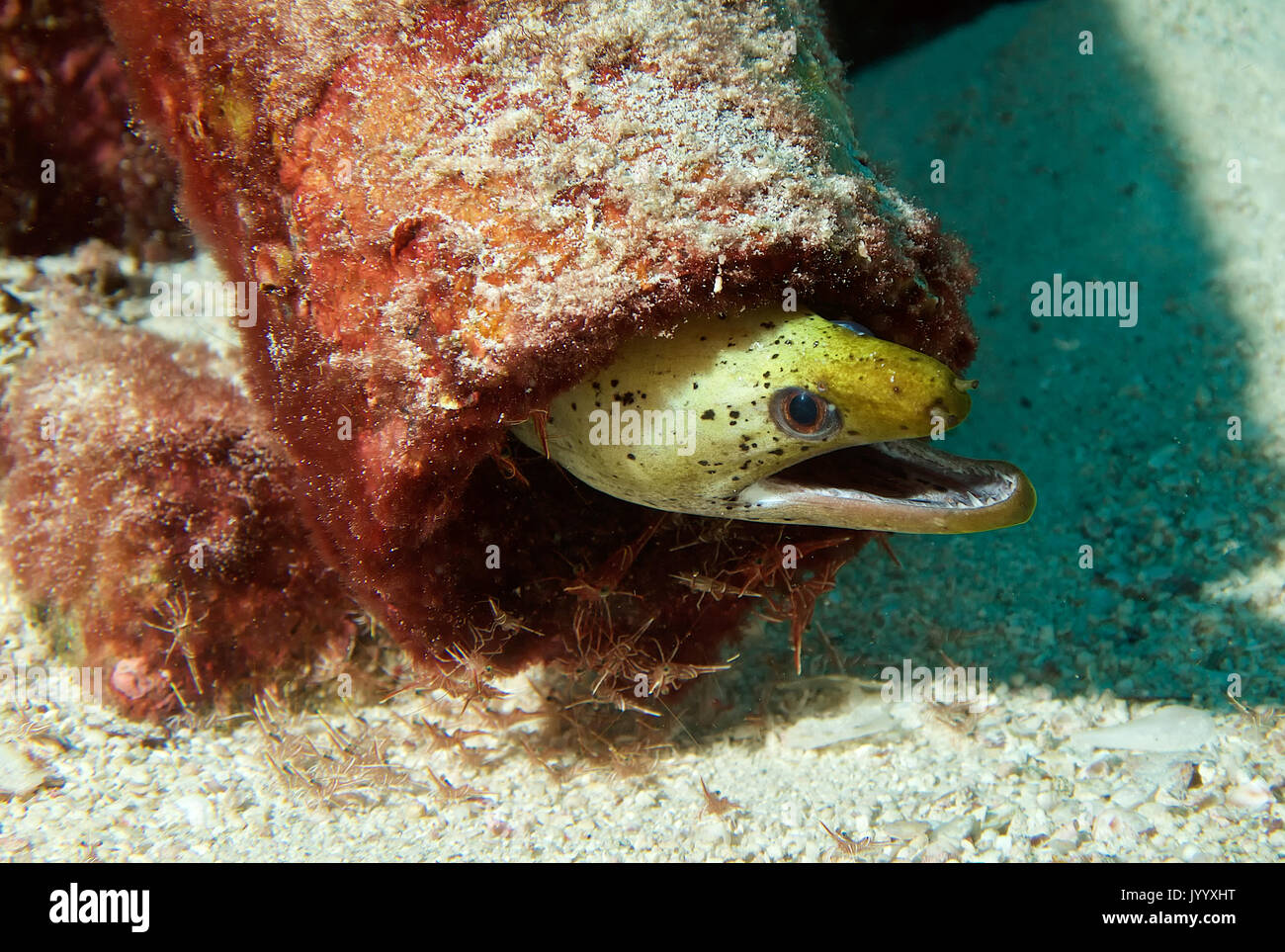 Yellow head moray hires stock photography and images Alamy
