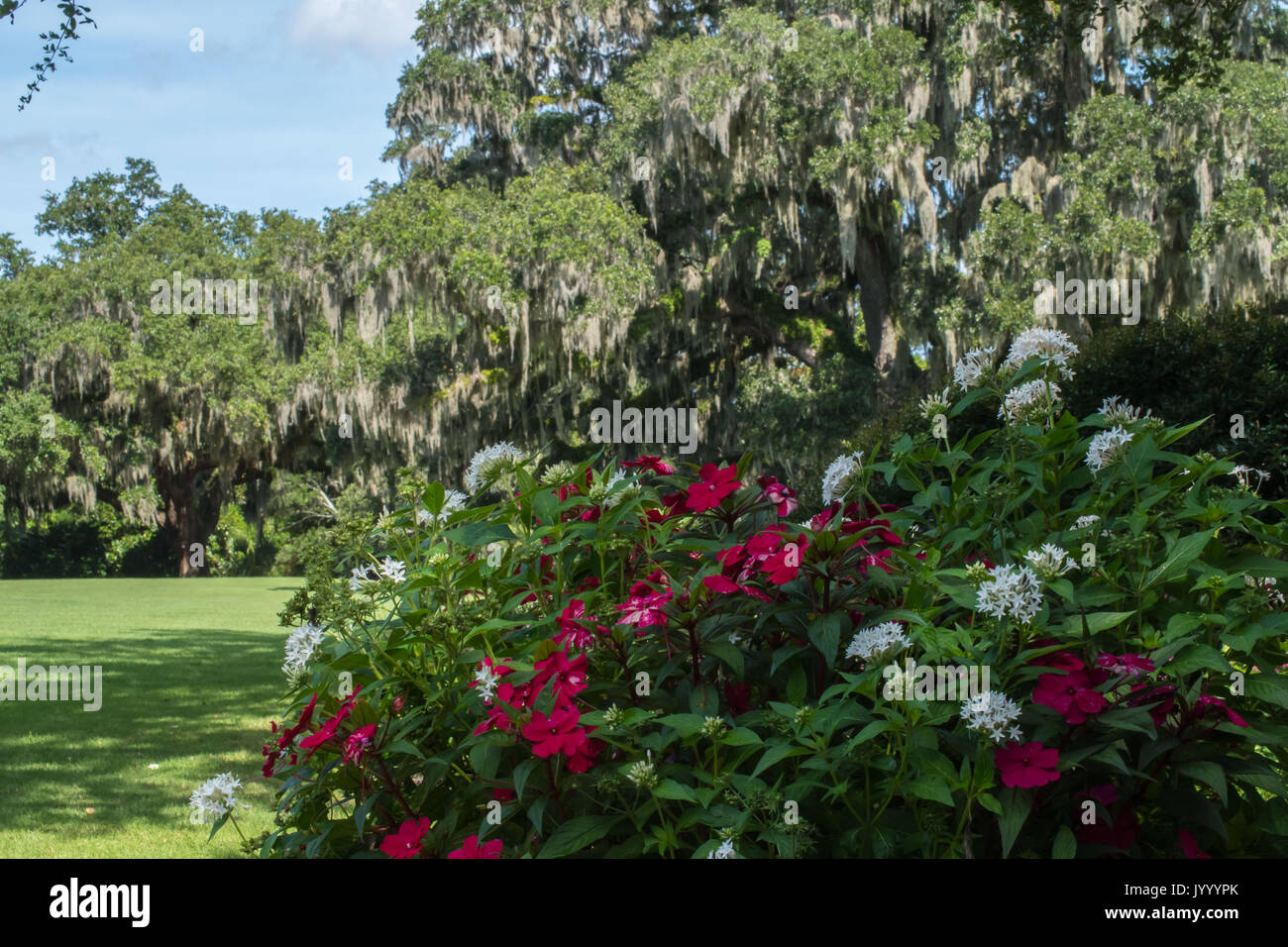 The old oak hung with spanish moss is the centerpiece of this public