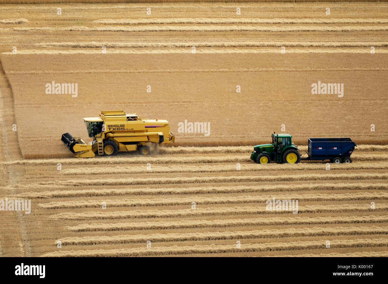 A combine harvester working in a wheat field near North Berwick East Lothian. Stock Photo