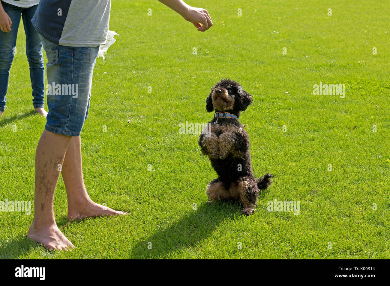 boy making dog sit up and beg Stock Photo