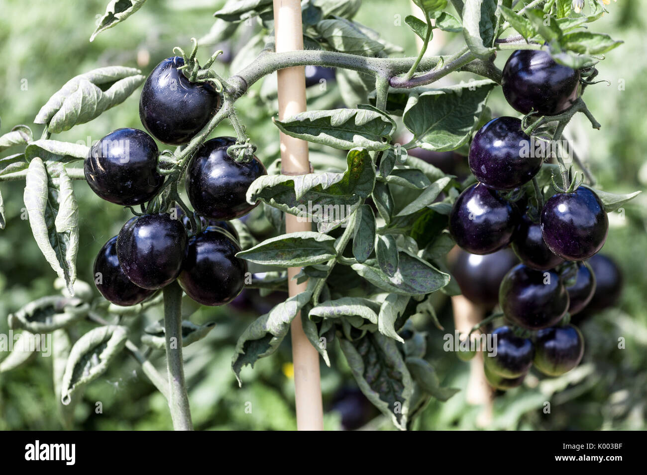 Tomatoes black, Indigo Rose on the vine Stock Photo