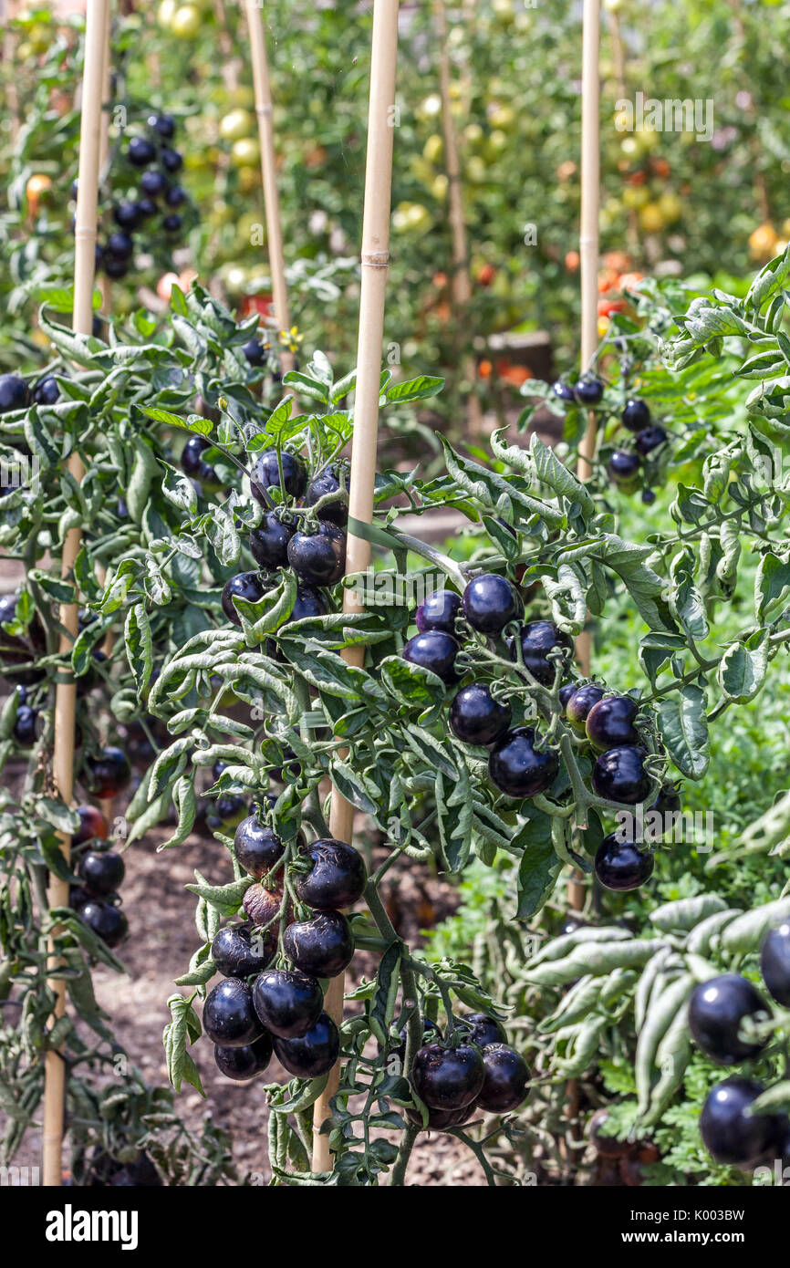 Black tomatoes, Indigo Rose on the vine, garden Stock Photo