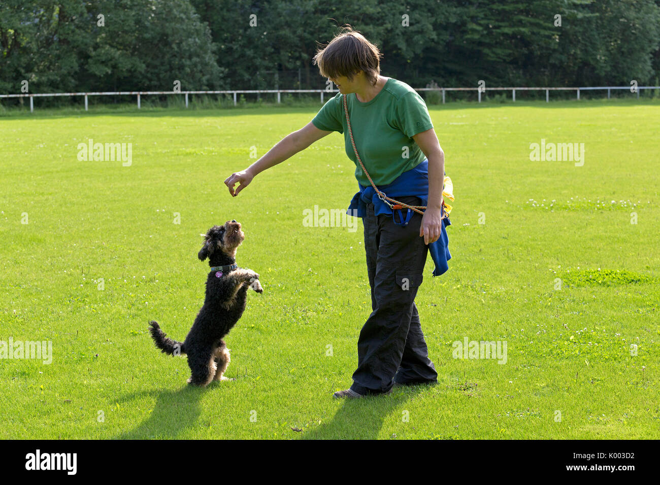 Frau lässt Hund Männchen machen | woman making dog sit up and beg Stock Photo