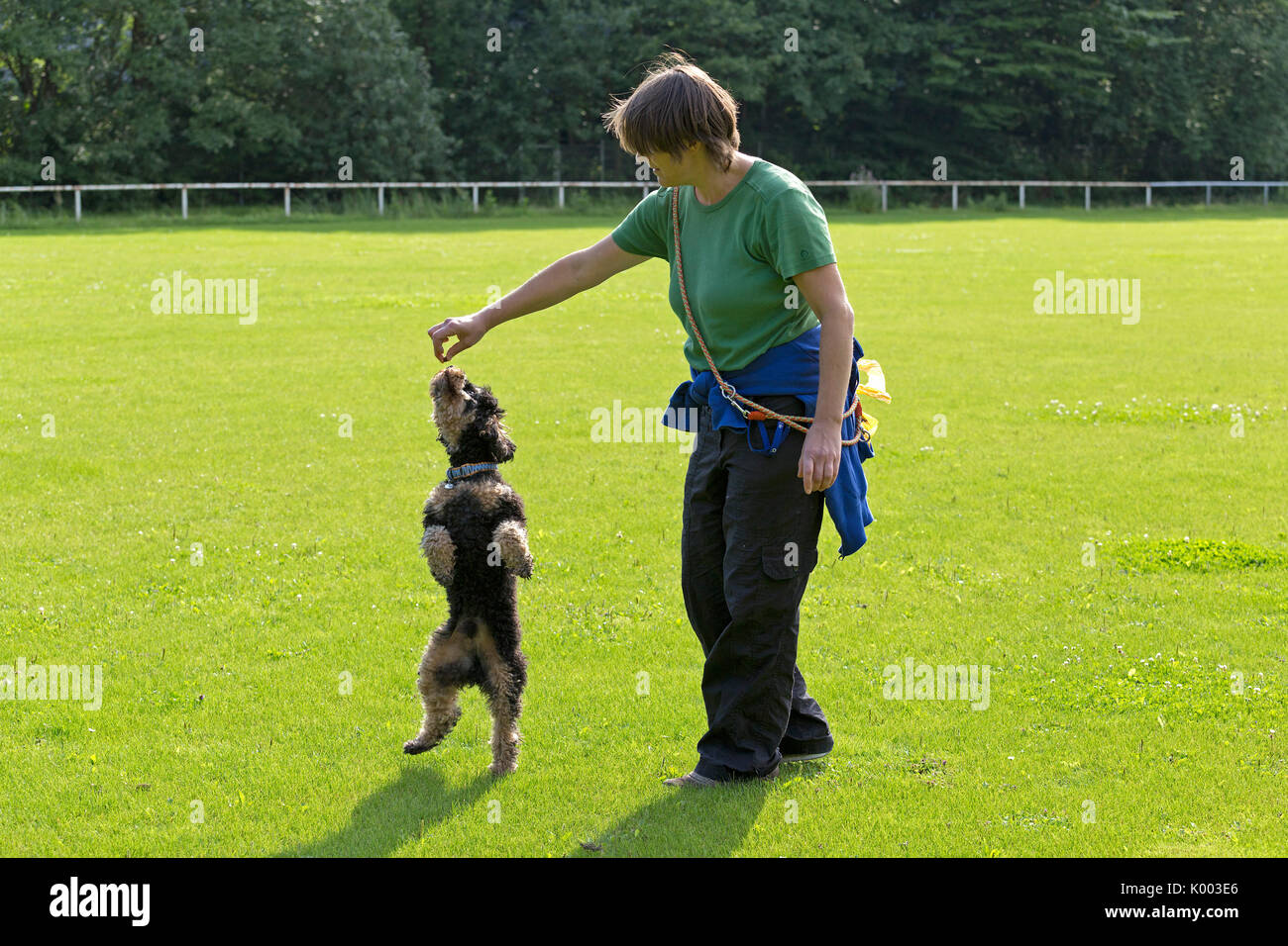 Frau lässt Hund Männchen machen | woman making dog sit up and beg Stock Photo
