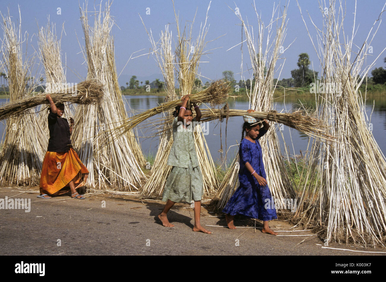 Girls carrying harvested jute, Andhra Pradesh, India Stock Photo