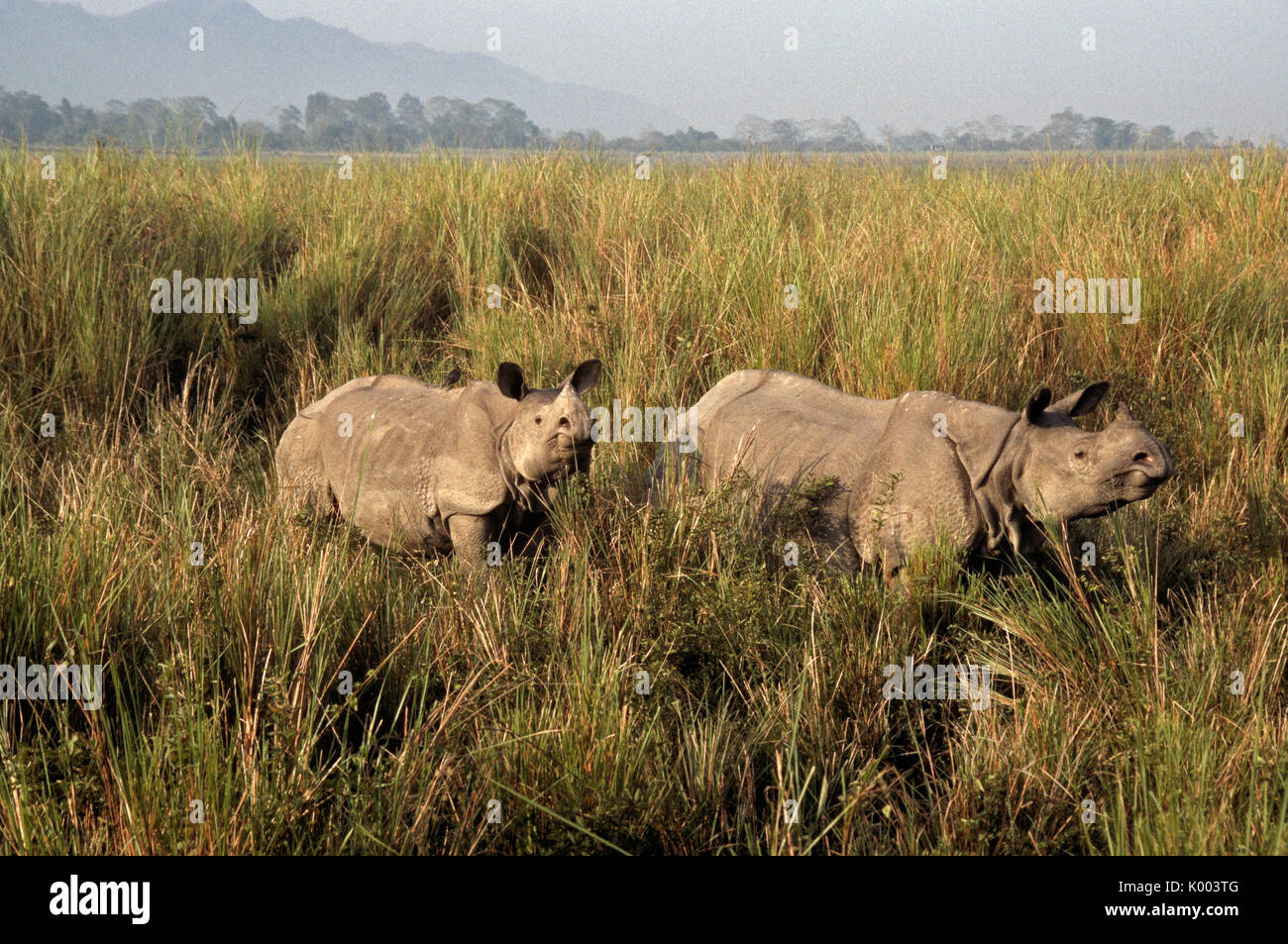 Asian one-horned rhinoceros with calf, Kaziranga National Park, Assam, India Stock Photo