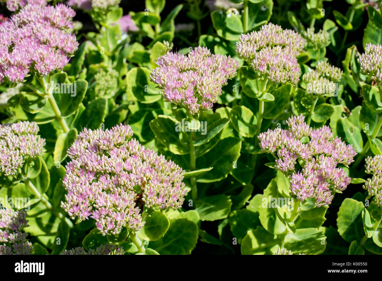 Pink Flowering Ice Plants Outdoors In An English Garden Stock Photo