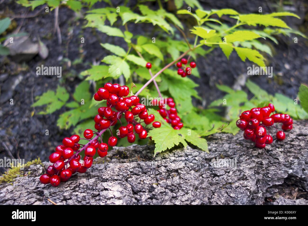Hawthorn Berry, a large genus of shrubs and trees in the family Rosacea, growing in the foothills of Rocky Mountains in Alberta, Canada Stock Photo