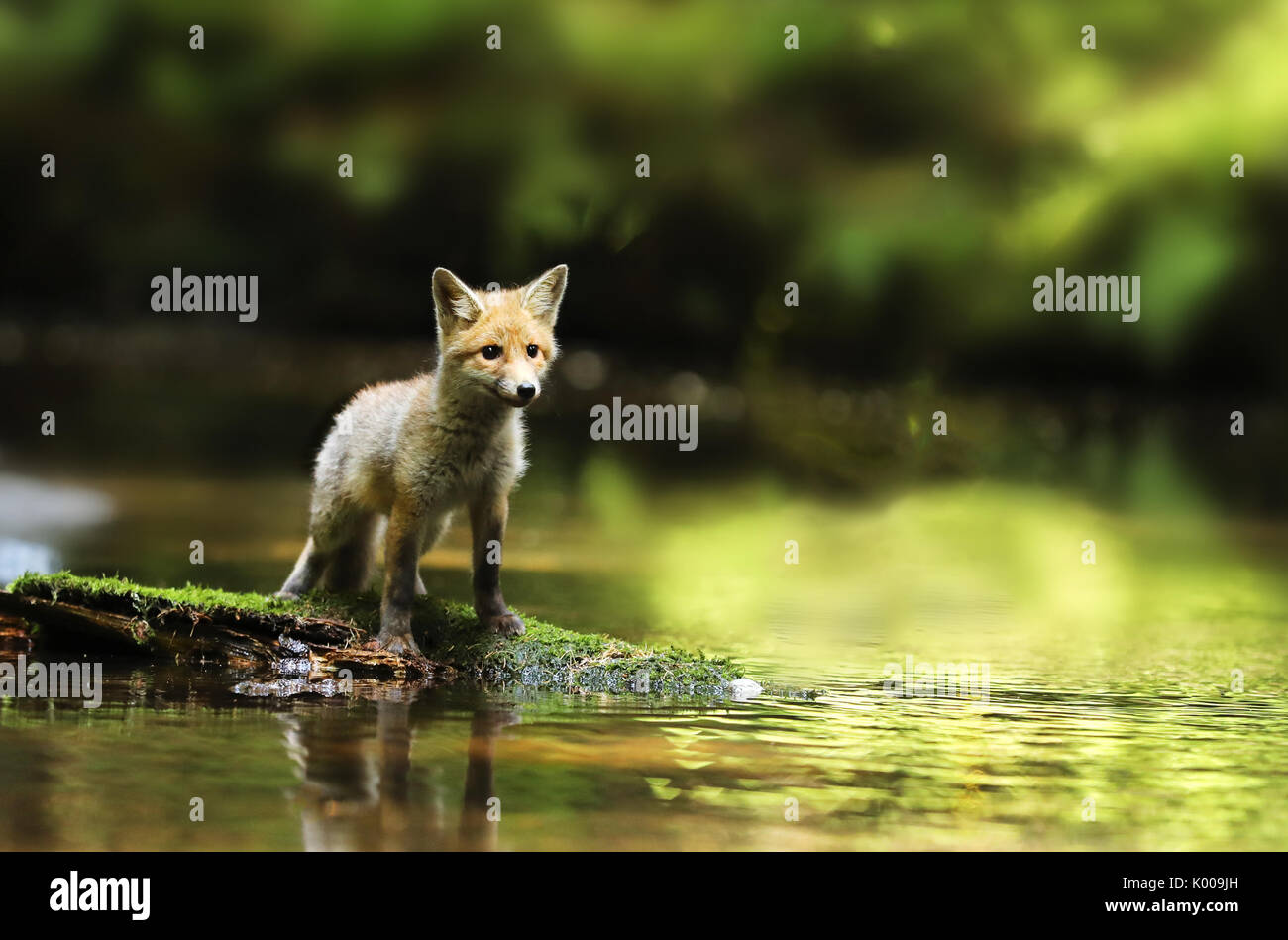 Young red fox stay in river being watchfull - Vulpes vulpes Stock Photo