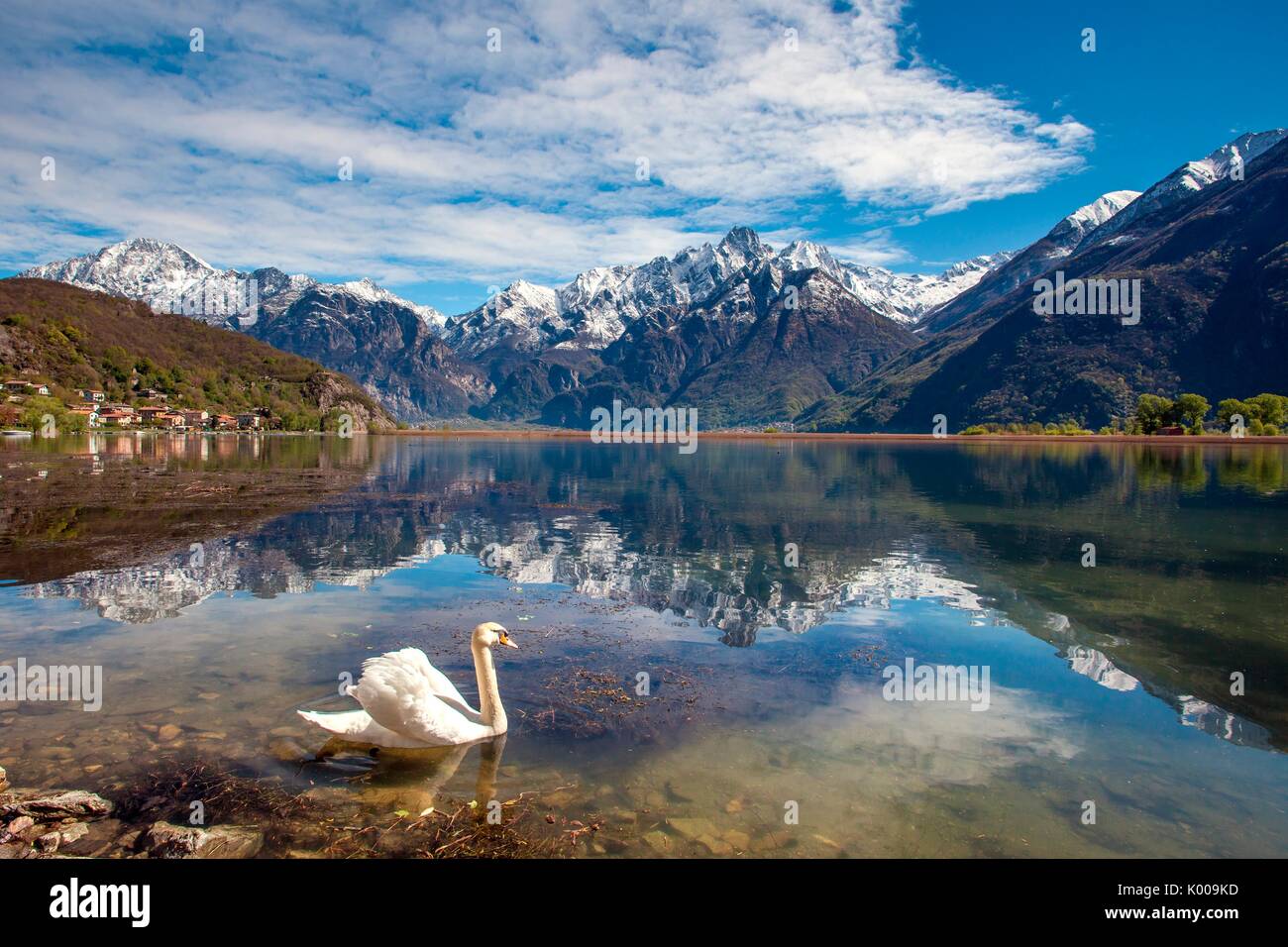 A solitary swan gliding in the Lake in Novate Mezzola whose waters reflect the granitic Sasso Manduino, Valchiavenna, Italy Stock Photo