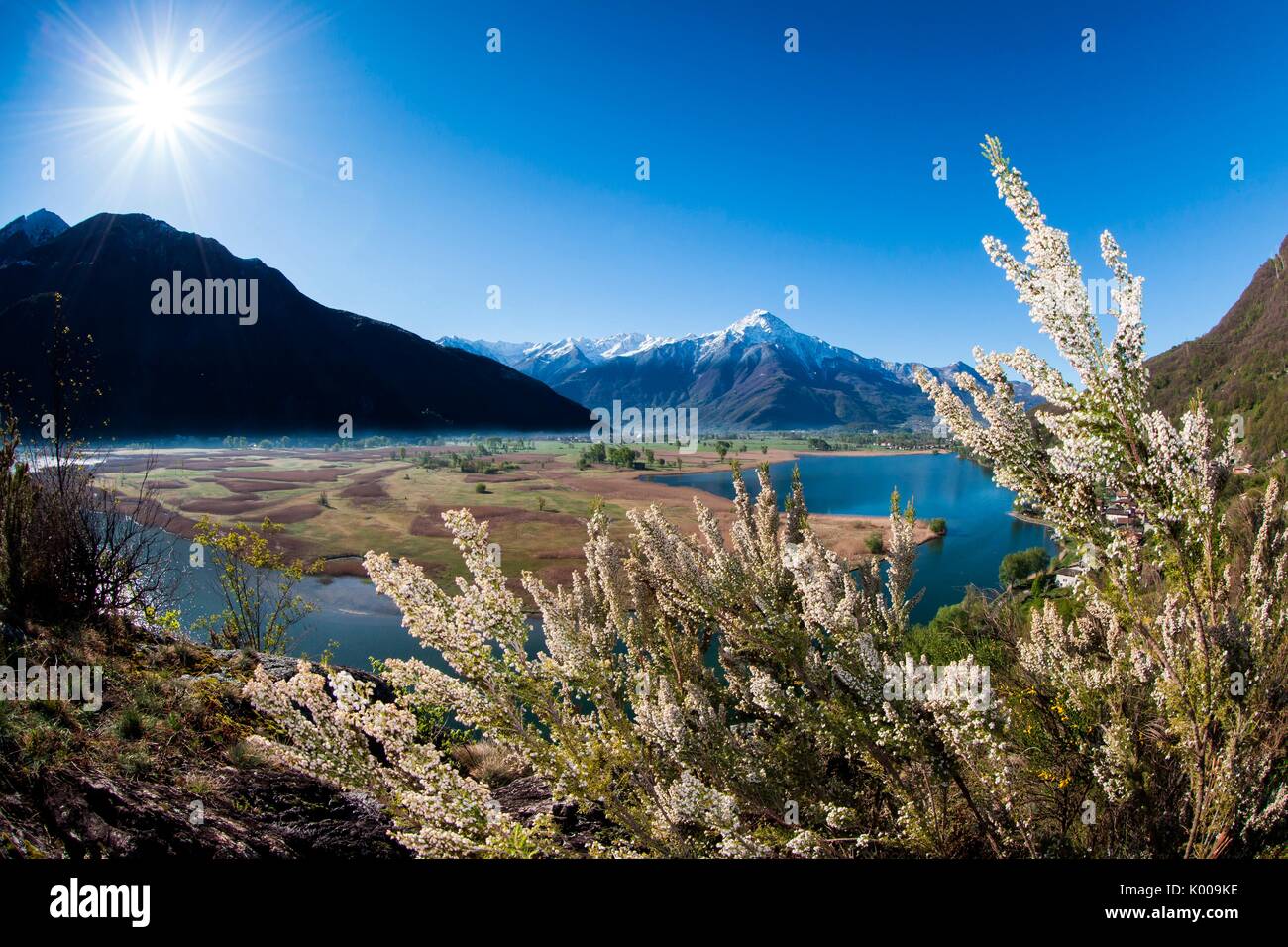 Spring blooming in the reserve of Pian di Spagna, Valchiavenna, Lombardy, Italy. Stock Photo
