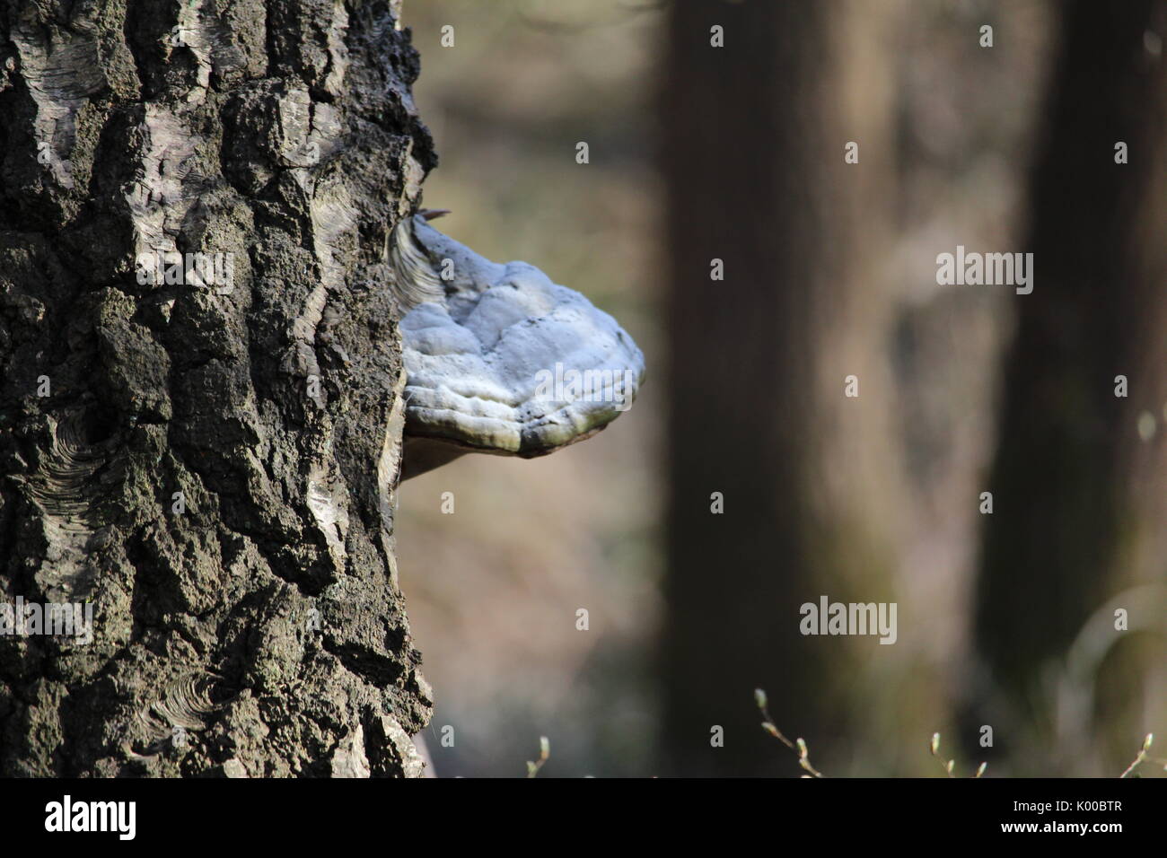 Mushroom on a tree Stock Photo