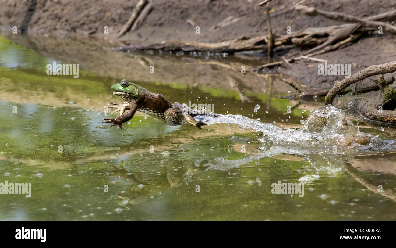 Adult American bullfrog (Lithobates catesbeianus) jumping in a forest lake, Ames, Iowa, USA Stock Photo