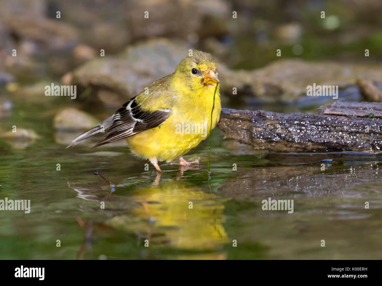 American goldfinch (Spinus tristis), adult female, eating algae in a water stream, Ames, Iowa, USA Stock Photo