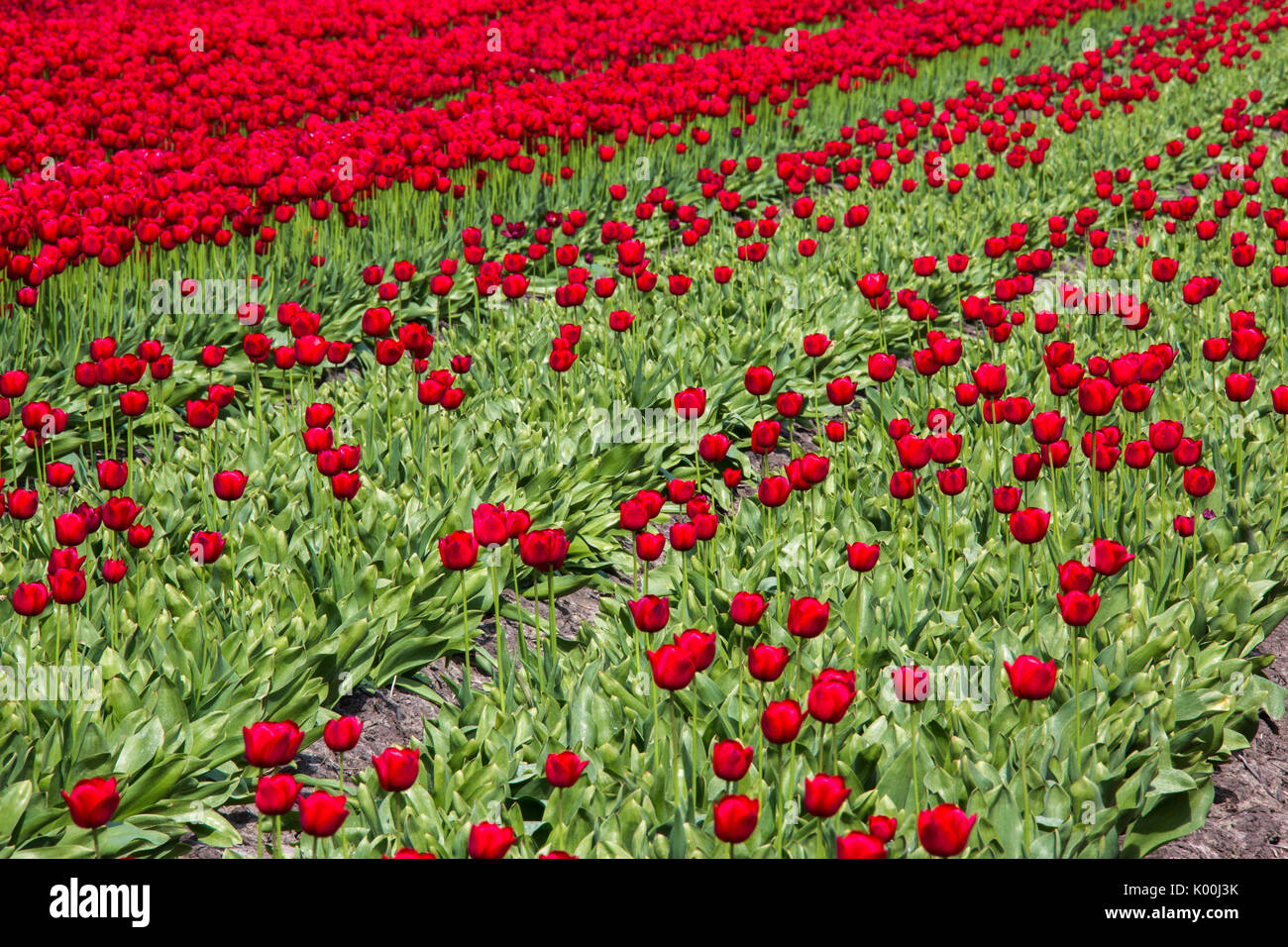 Red tulip fields in spring Berkmeer Koggenland North Holland Netherlands Europe Stock Photo