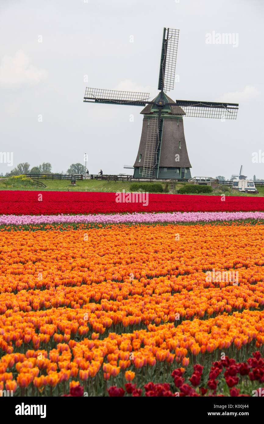 The colorful tulip fields in spring Berkmeer Koggenland North Holland Netherlands Europe Stock Photo
