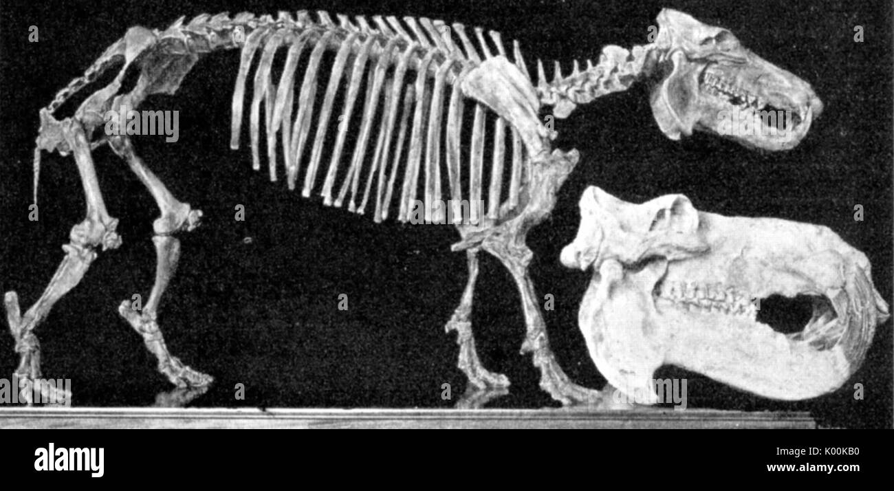 Choeropsis madagascariensis skeleton with a modern hippopotamus skull. 1923 Stock Photo