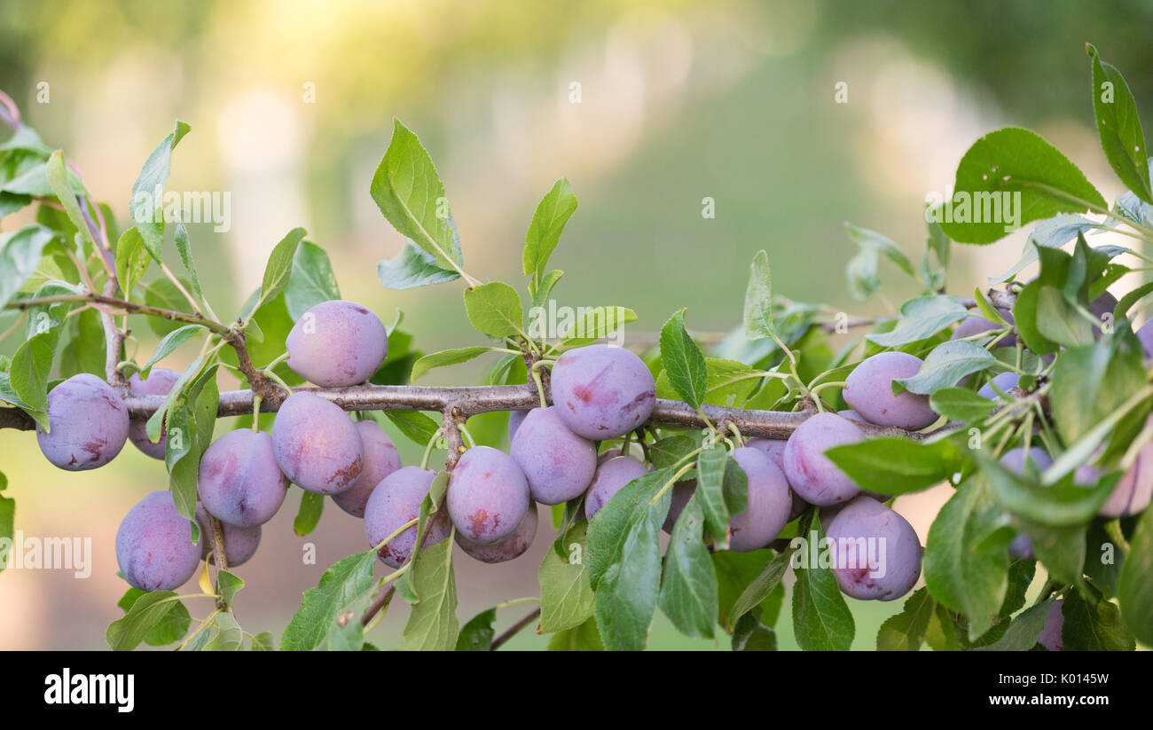Plums get close to harvest in California Stock Photo Alamy